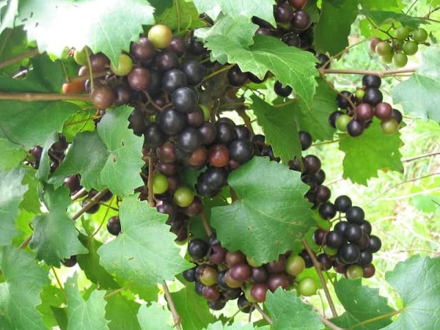 Old South Winery