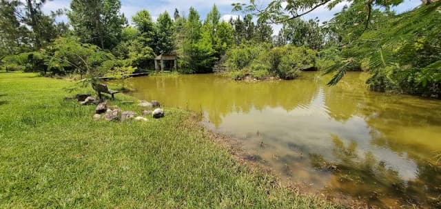 Catahoula Hummingbird and Butterfly Garden