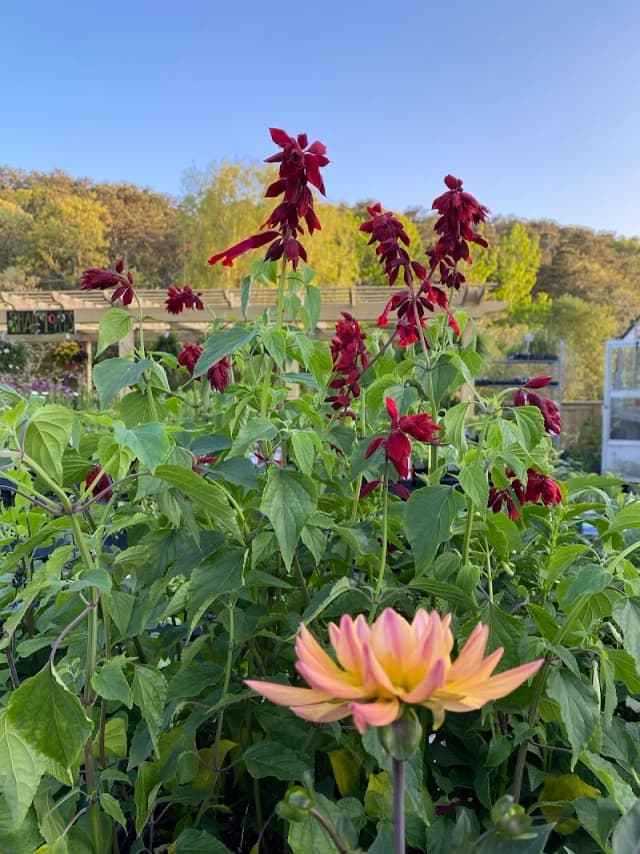 Bayberry Gardens, Inc.