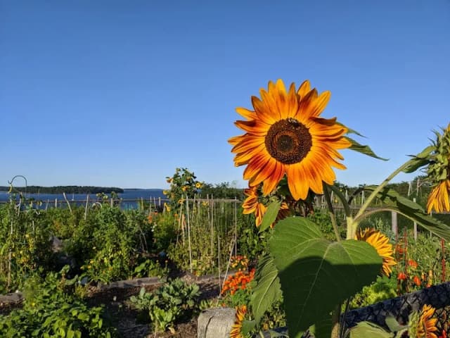Casco Bay Community Garden
