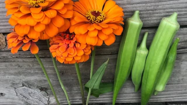 Bienvenu Kitchen Gardens