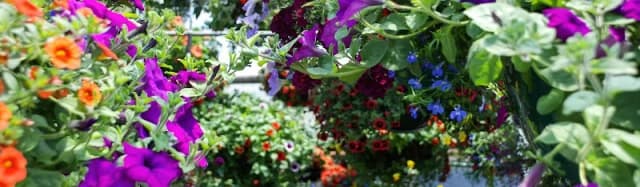 Pitkin Mesa Gardens, LLC