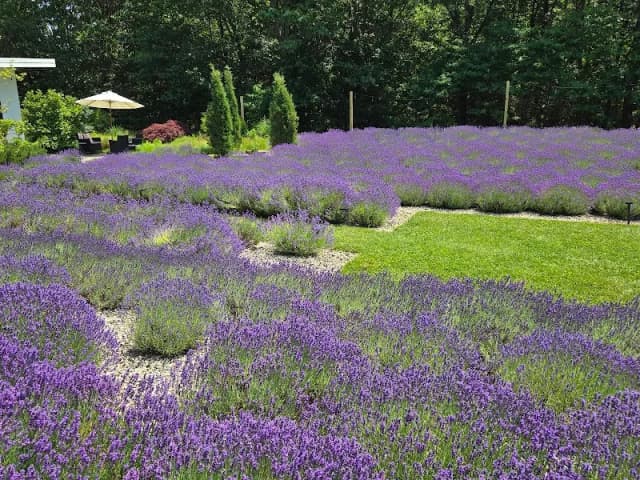 Summerhouse Lavender Farm
