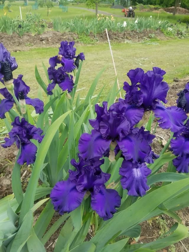 Lambertville Iris Patch