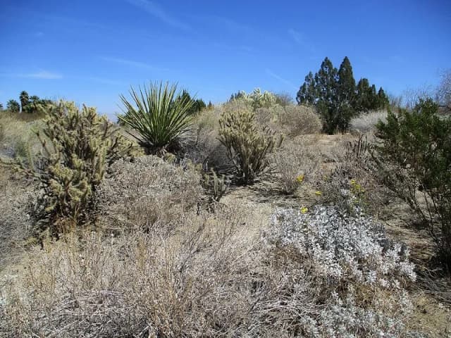 Mojave Desert Garden