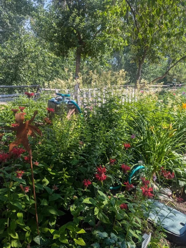 Jackson's Garden