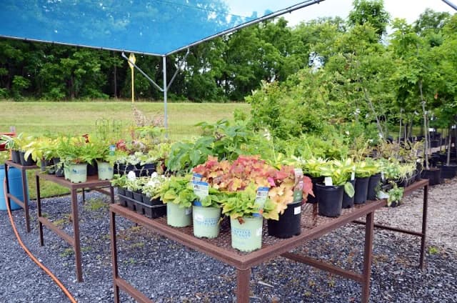 Staunton Plant Company