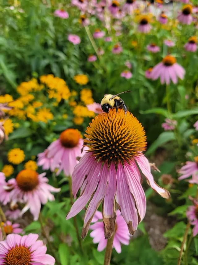 Rogers Butterfly Garden
