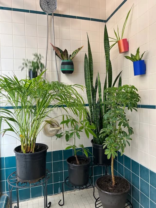 My Shower Plants