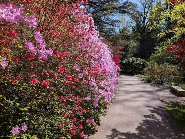 Biltmore Azalea Garden