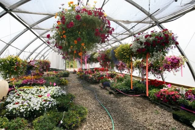 Rocky Mountain Trees-Landscaping