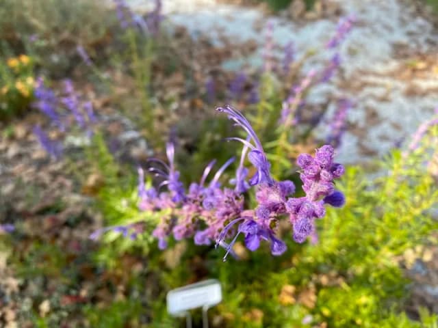 Master Gardeners Demonstration Garden