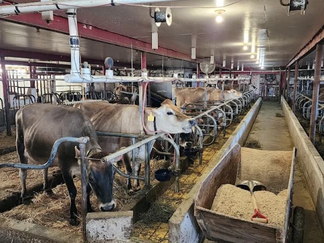 Young's Jersey Dairy