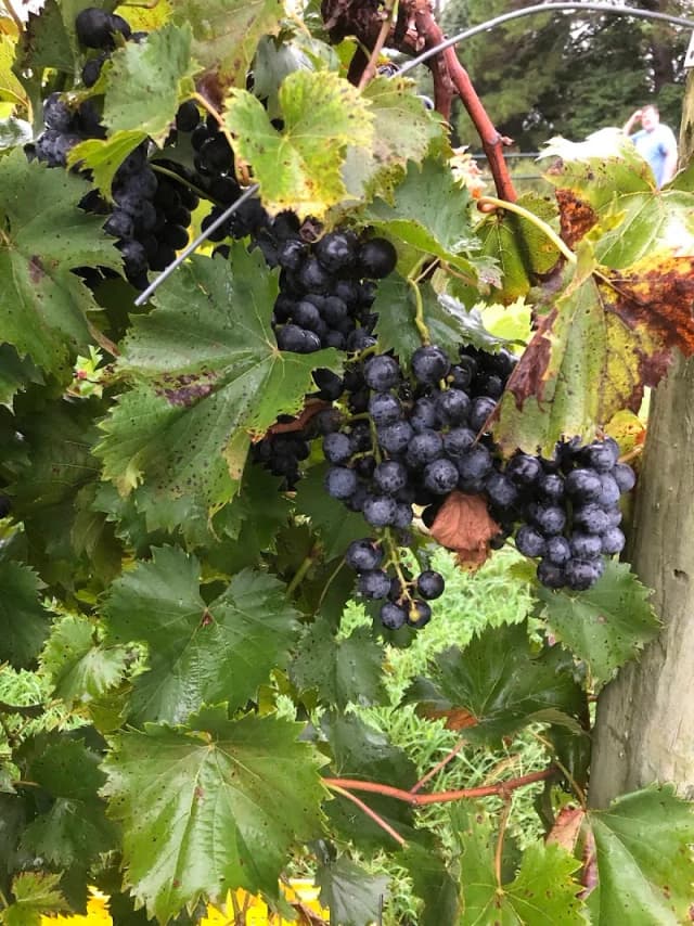 Keels Creek Winery