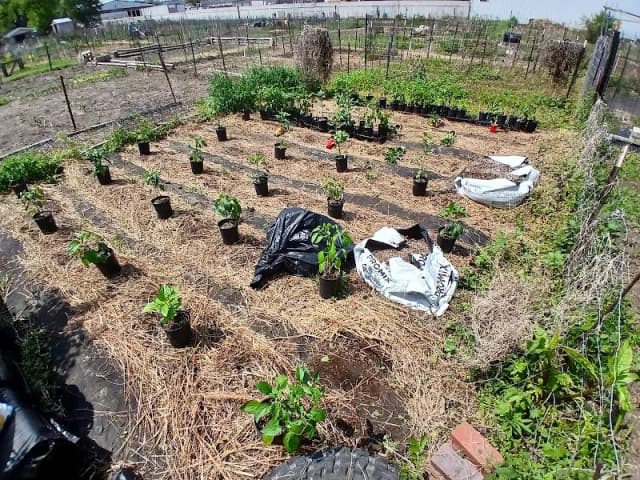 Manhattan Community Garden