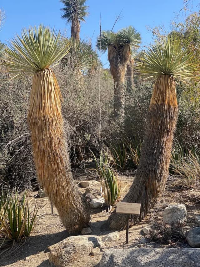 Cactus Garden