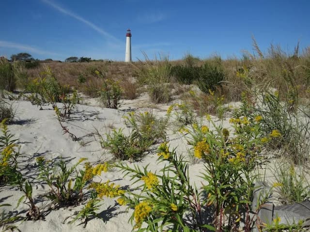 South Cape May Meadows Preserve