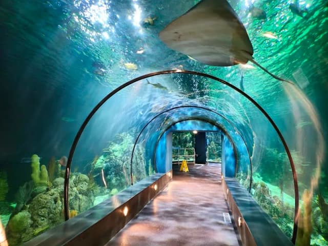 Aquarium At Moody Gardens