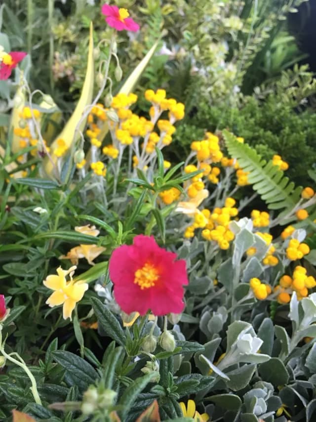 Vine & Branch Nursery