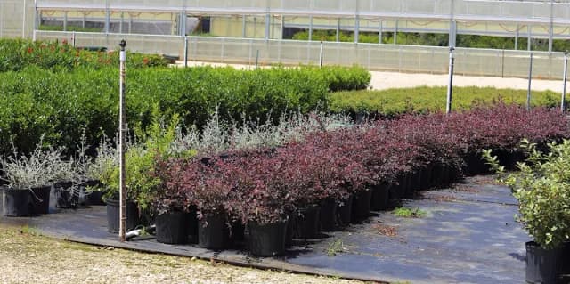 Northern Gardens LLC