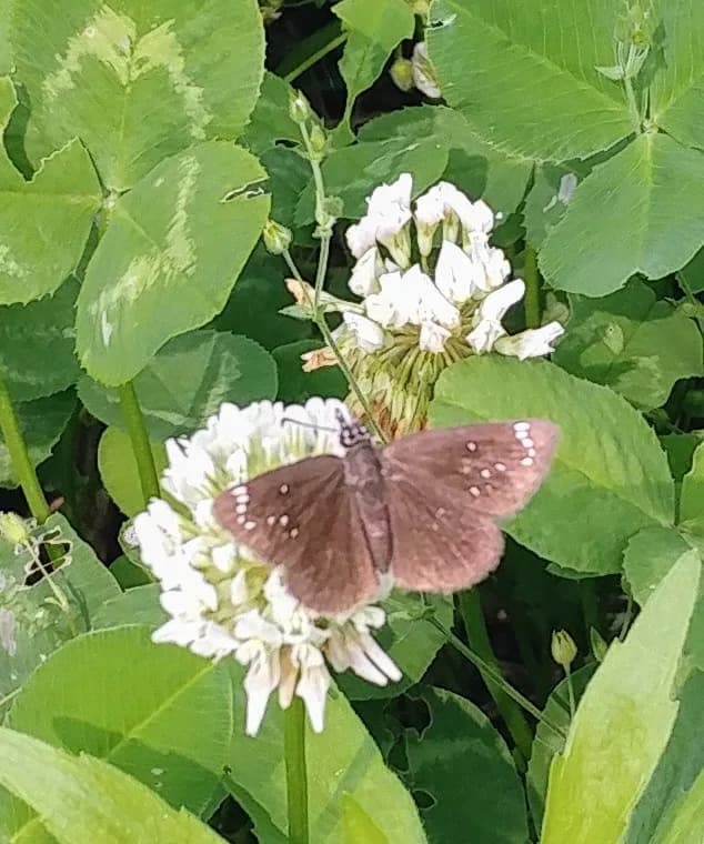 Goshen Gardens