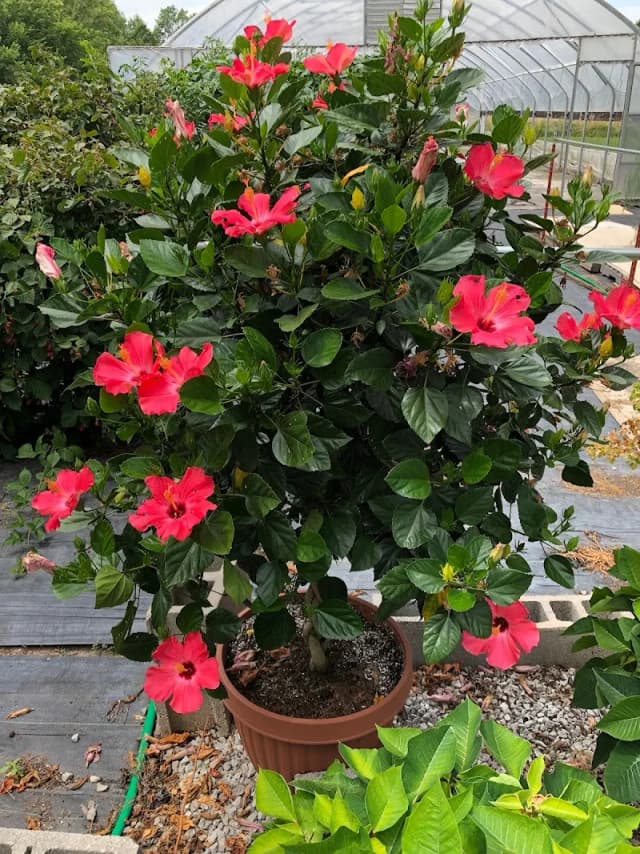 Big Rock Gardens