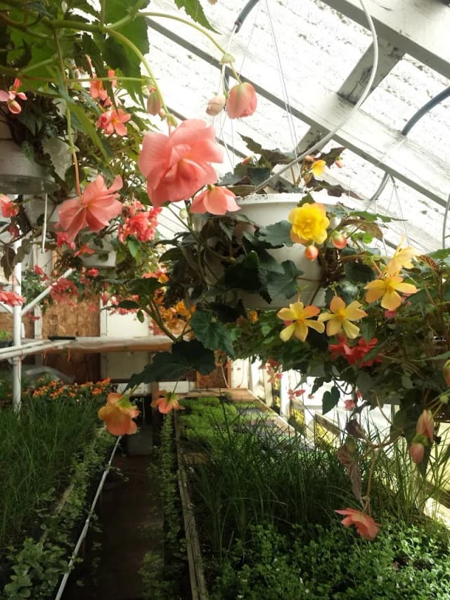 Hall's Greenhouse