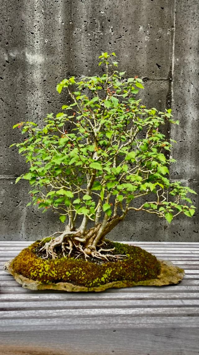 Bonsai Exhibition Garden