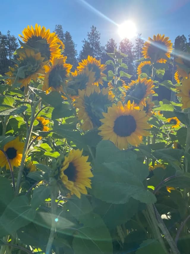 Mountain Prairie Flower Farm