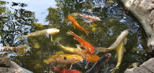 Zilker Botanical Garden Conservancy