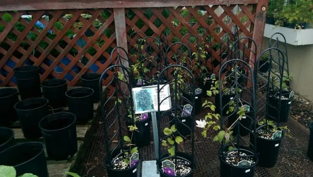 Oak Gardens Nursery
