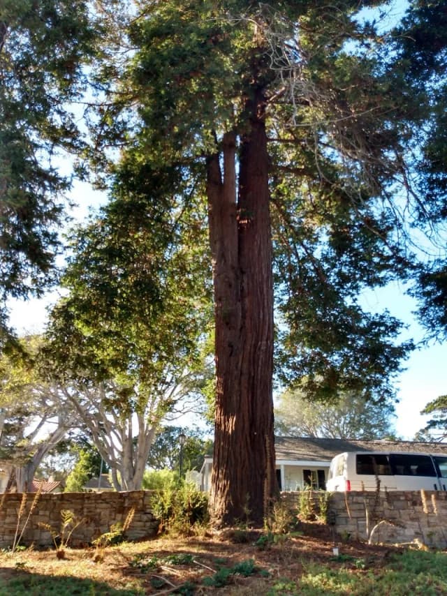 Monterey Moon Tree