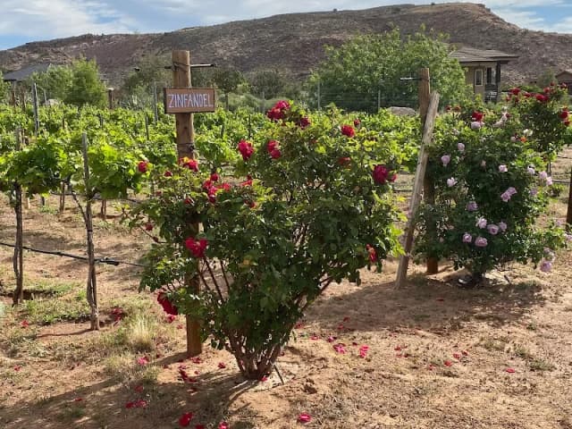 Zion Vineyards