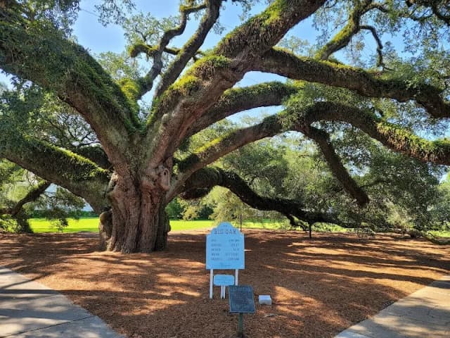 The Big Oak
