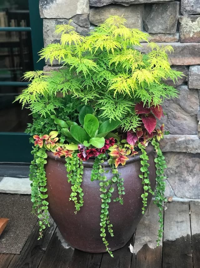 Suncatcher Gardens