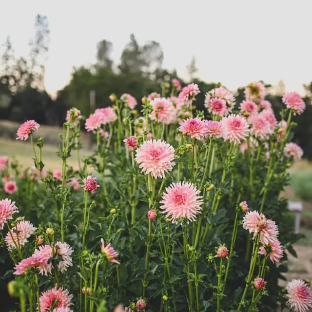 The Secret Gardens