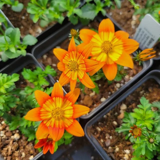 Petree's Nursery and Greenhouses
