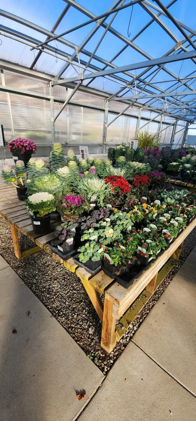 Cashman Nursery