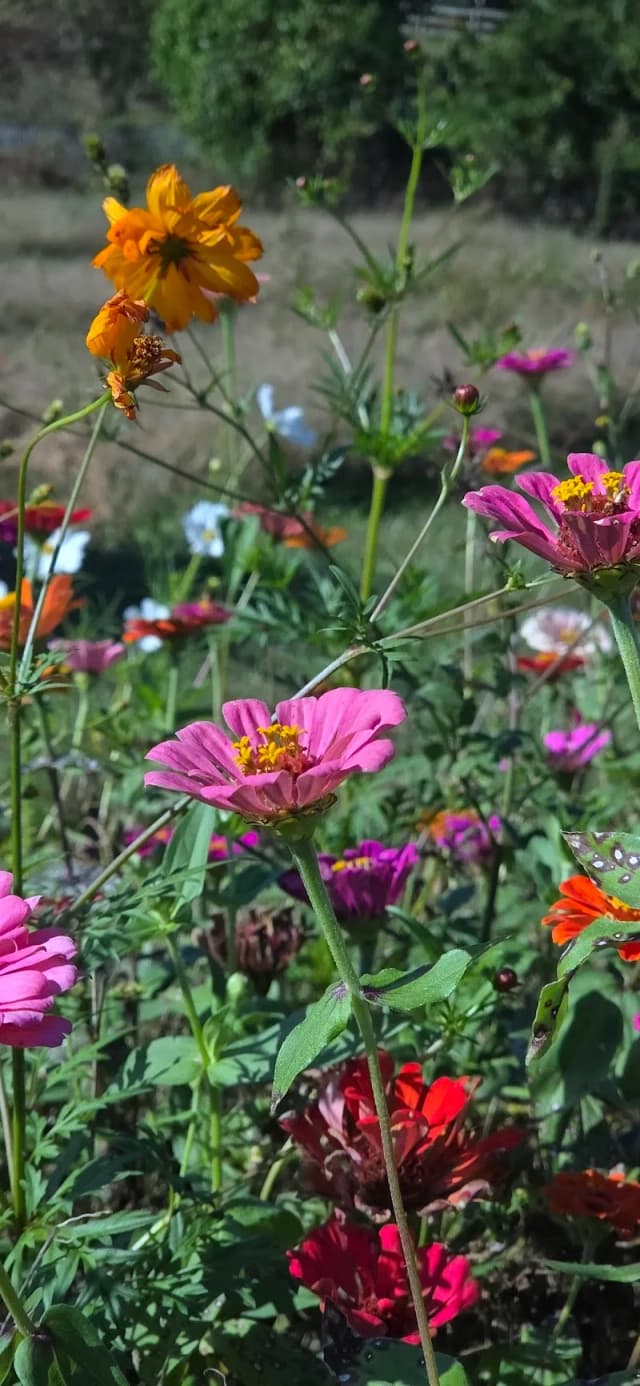 Adventure Gardens